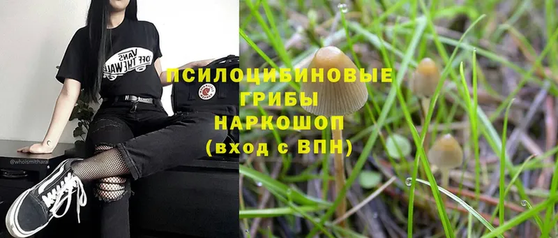 Галлюциногенные грибы Magic Shrooms  купить  цена  Мурино 